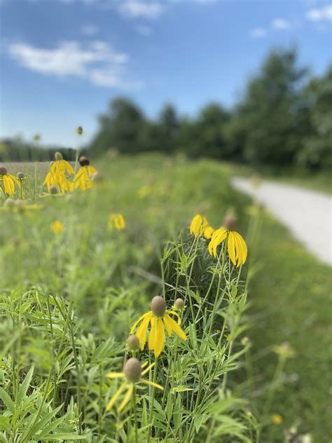 Img Midsummer Scenes At Cobus Creek County Park In El Flickr