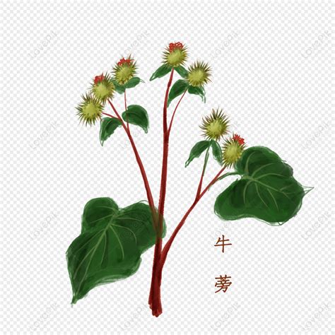 Arctium Lappa L, Chinese Green, Green Plant, Dark Green PNG Hd ...