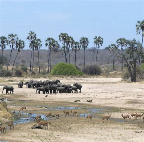 5 Day Mikumi Udzungwa And Selous Game Walking Boat Beyond Your Travel