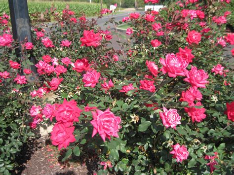 A Hot Pink Rose Bush By Lark Catalpa Royal8 On Deviantart