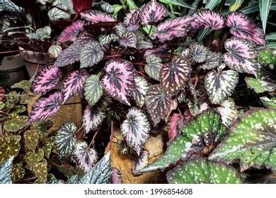 Paintedleaf Begonia Rex Putz Terracotta Pots Stock Photo