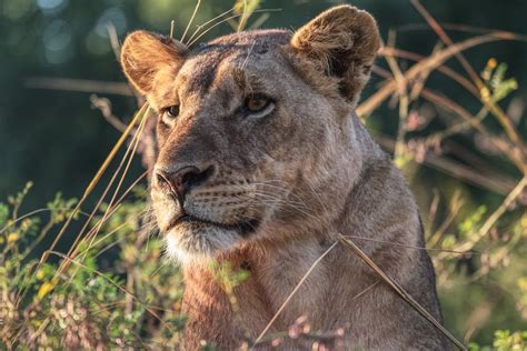 Lions In Zambia Are Roaming Across Areas Thought Uninhabitable For Them