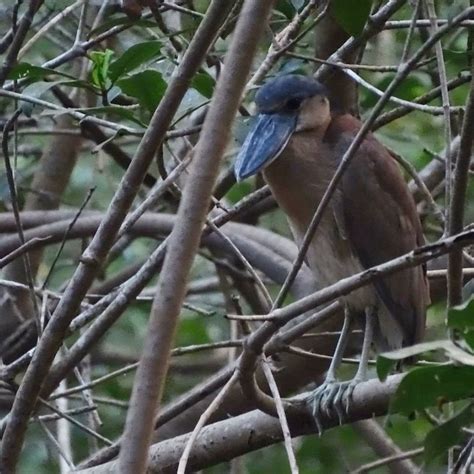 El Salvador Birds Julio Acosta On Twitter Luego Nos Fuimos Al Canal