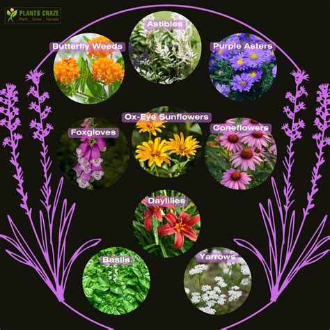 Is Liatris Deer Resistant? [Benefits, Companionship & More]