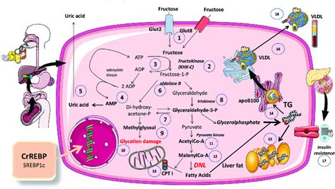 Main Pathways Of Fructose Metabolism By The Liver For The Sake Of Download Scientific Diagram