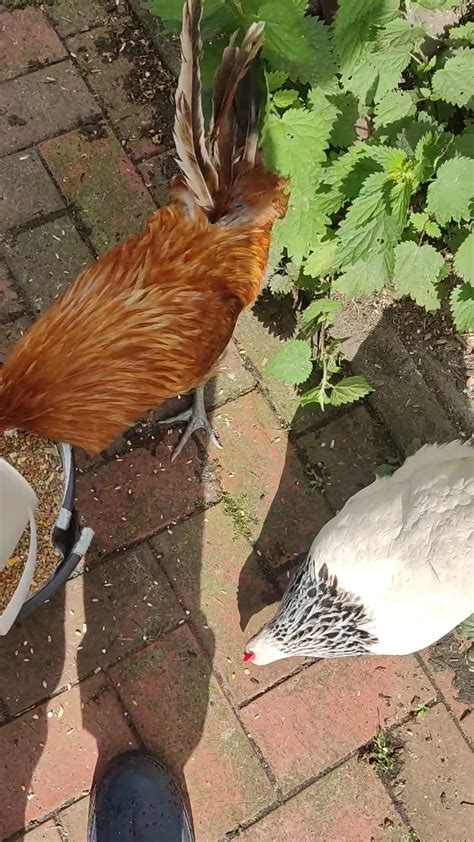 Hühner vs Laufenten Wer hat mehr Angst vor Menschen tiere hühner