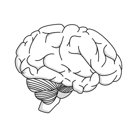 human brain clipart black  white sun