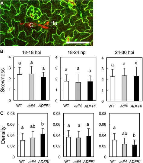 Figure 5 from Nuclear Function of Subclass I Actin-Depolymerizing ...