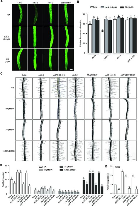 The F-actin depolymerization co-regulated by ADF7-inhibited-VLN1 ...