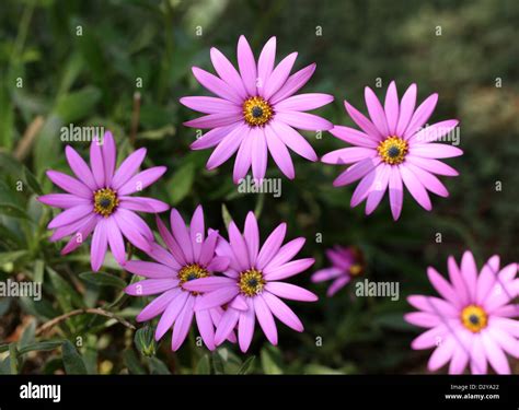 African Daisy Osteospermum Asteraceae Aka Cape Daisy Cape Marigold