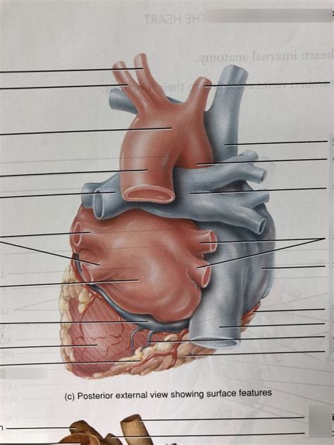 Posterior External View Of The Heart Diagram Quizlet