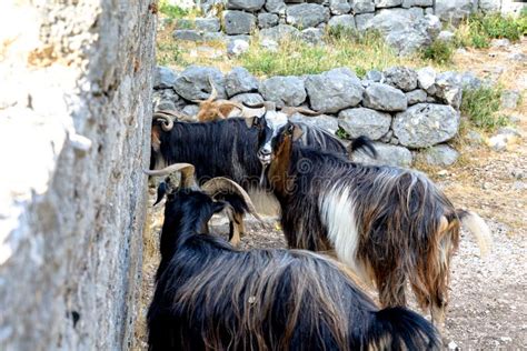 Manada De Las Cabras De Monta A En Su Habitat Natural Foto De Archivo