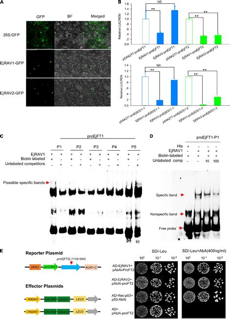 Frontiers Ejrav12 Delay Flowering Through Transcriptional Repression