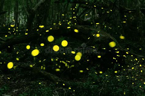 Eldfluga arkivfoto. Bild av stillhet, disigt, gräs, nighttime - 40253504