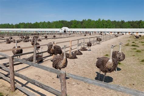 Premium Photo | Ostrich farm