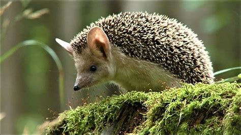 Ёж ушастый - YouTube