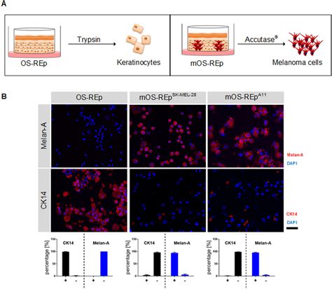 Re-Isolation of single cell suspensions via enzymatic digestion from... | Download Scientific ...