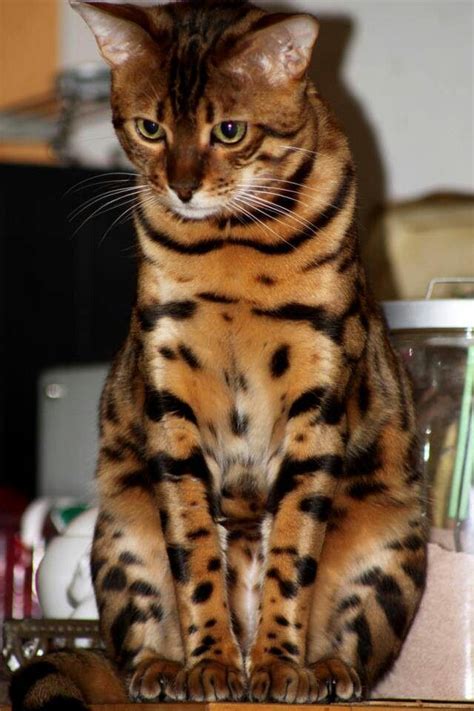 Best Images And Photos Ideas About Bengal Cat Cats That Look Like