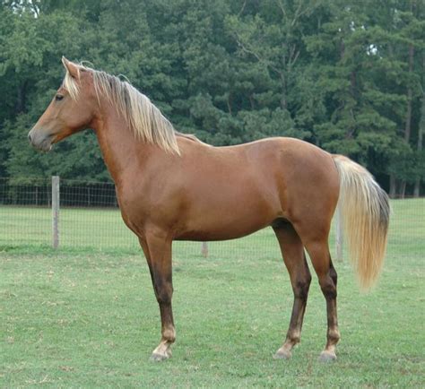 59 Best Silver Bay Horses Images On Pinterest Silver Bay Horses And