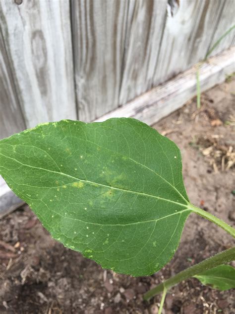 Sunflower Sunflower Leaf Yellowbrown Spotspuckered Need Help