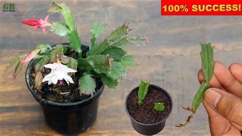 Super Easy Method To Grow Christmas Cactus From Cuttings Schlumbergera Propagation Youtube