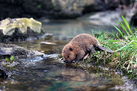 Бобриха Горячие Фото – Telegraph