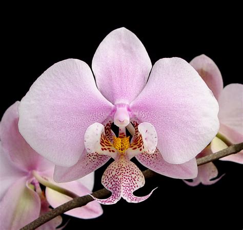 Phal. schilleriana var. purpurea (3N) ('Pink Giant' 4N x 'Pink ...