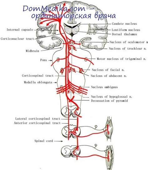 Центральный спастический парез. Почему не двигаются конечности?