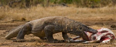 Komodo Dragons Eat Their Prey. Indonesia. Komodo National Park Stock