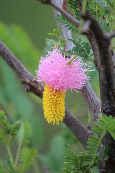 110 Namibian plants ideas | plants, namibian, planting succulents