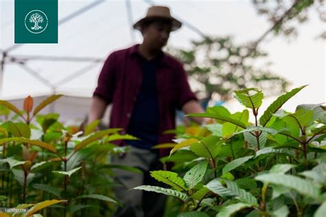 Кратом — Вирощування: Способи та Поради | Ukrainekratom