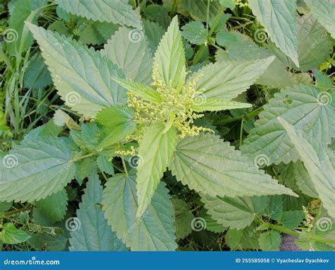 Nettle Stinging Nettle In The Day Stinging Nettle Or Common Nettle