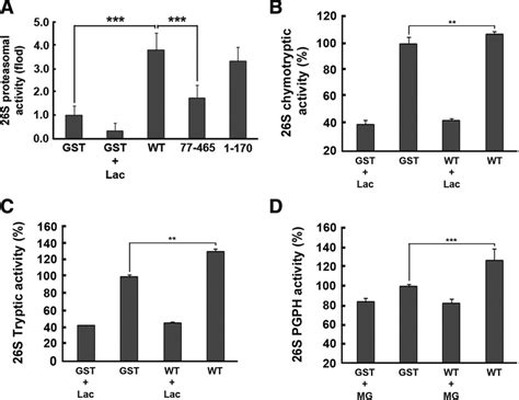 Parkin Activates Ubiquitin Dependent 26s Proteasomal Activity In Vitro Download Scientific