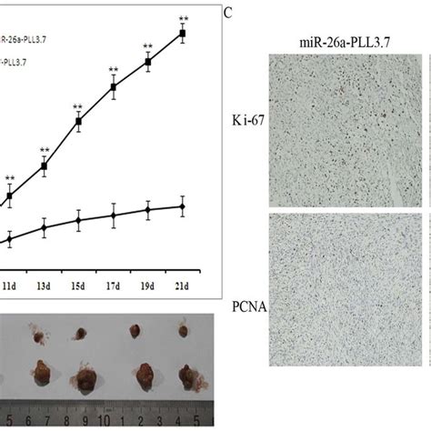 MiR 26a Suppresses Tumor Growth Of TPC 1 Cells In Nude Mice A Growth