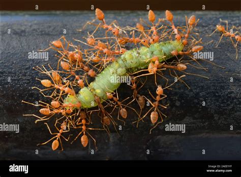 Oecophylla smaragdina, workers carrying dead larvae of lepidoptera, Thiruvananthapuram, Kerala ...