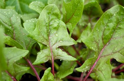 Spinach Diseases And Pests Description Uses Propagation