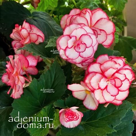 Begonia NONSTOP ® 'ROSE PETTICOAT' (Бегония): купить 3 семени c ...