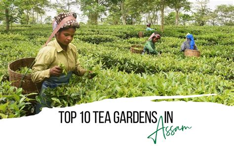 Top 10 Assam Tea Gardens In India Golden Tips