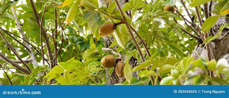 Panorama View Load of Baobab Fruits on Tree Branch, Boab, Upside Down ...