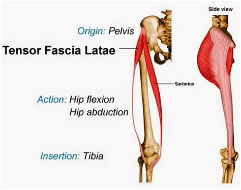 Tfl Anatomy - Anatomical Charts & Posters