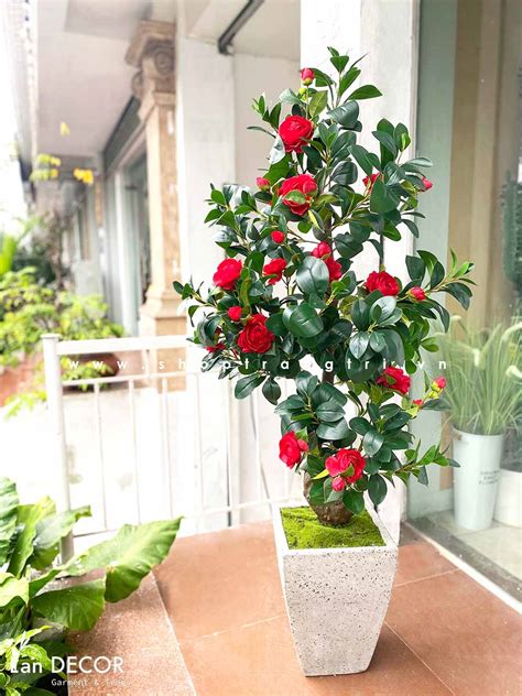 Chậu Cây Hoa Trà đỏ Trang Trí Nội Thất Lan Decor 160cm Cc560 Tổng