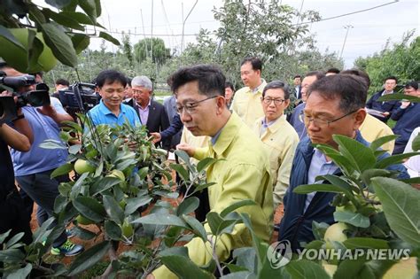 태풍 대비 사과농장 점검하는 김현수 농식품부 장관 연합뉴스