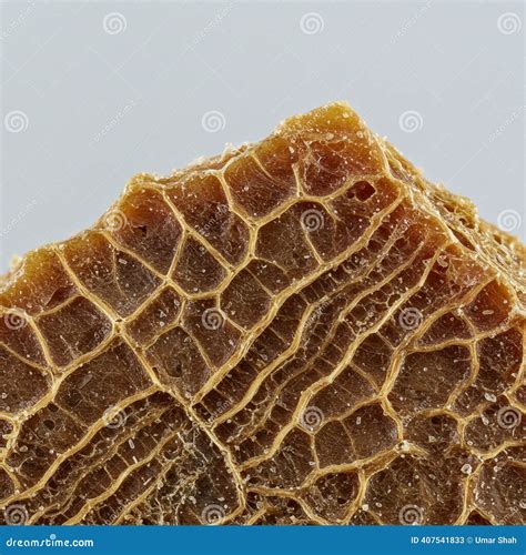 close    section  beef tripe showing  honeycomb texture
