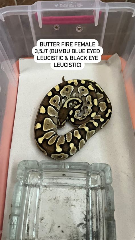 jual ball python indonesia jual ball python butter fire ball python