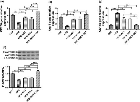 Combination Of Metformin And Chlorogenic Acid Attenuates Hepatic