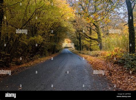 Road Through Forest In Autumn With Golden Leaves On The Ground Stock