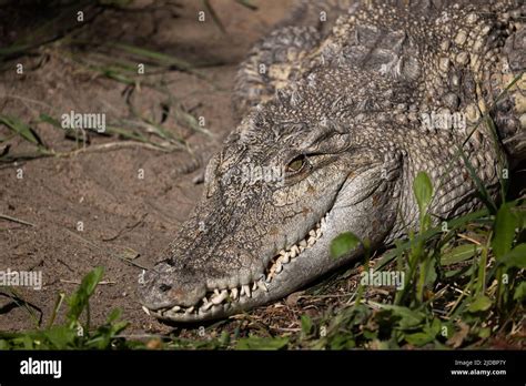 The Siamese crocodile (Crocodylus siamensis) head, freshwater crocodile