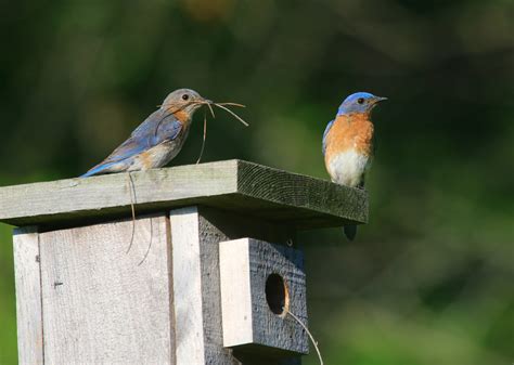 Life Stages of Bluebirds - Cedar Run Wildlife Refuge