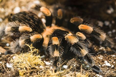 Premium Photo | Mexican redknee tarantula