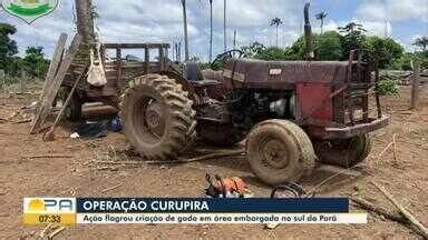 Bom Dia Par Opera O Curupira Flagra Cria O De Gado Em Rea